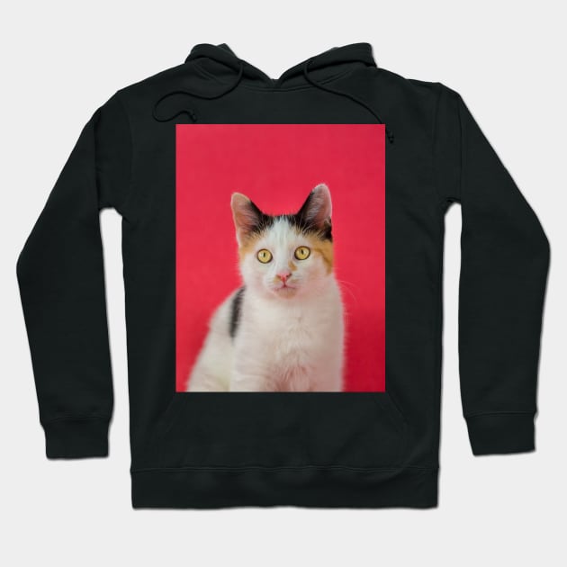 kitten on pink Hoodie by 1STunningArt